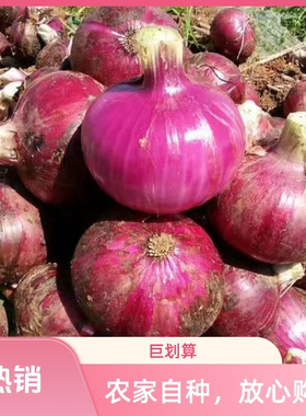 2025云南紫皮洋葱新鲜蔬菜现摘现发生吃洋葱当季新鲜蔬菜