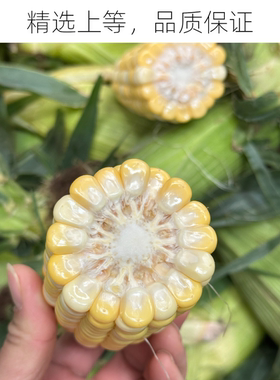 2025正宗云南水果玉米可生吃当季蔬菜应季云南蔬菜黄金玉米单色