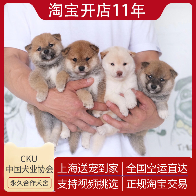 上海CKU犬舍纯种日本柴犬双血统黑柴活体宠物狗狗赤色豆柴小型犬