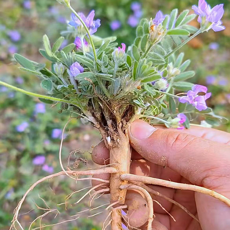 紫花地丁苗现挖农家现种图片