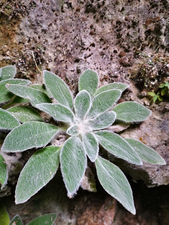 苦苣苔科石山苣苔属柔毛石山苣苔花卉植物盆栽绿植庭院阳台绿化植
