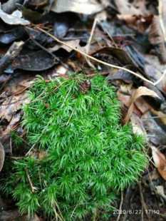 广西原生鲜活苔藓 爪哇白发藓 水石盆栽水陆缸生态缸热带雨林造景