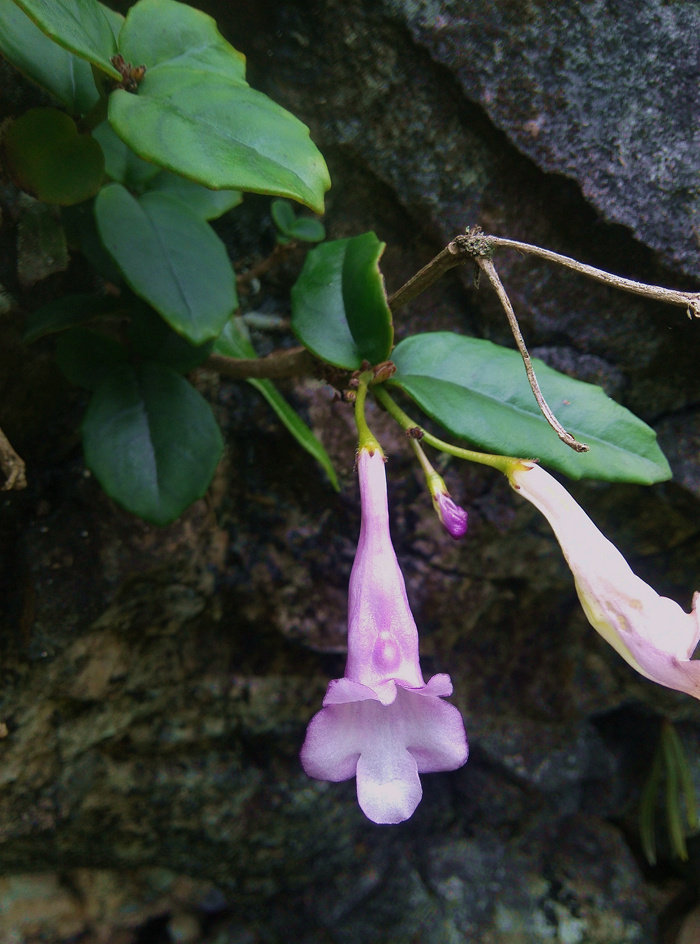 广西本土吊石苣苔(原变种)苦苣苔办公桌花卉盆栽喜阴植物绿植