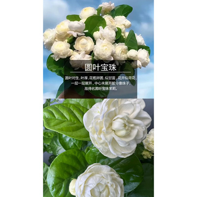 新品种圆叶宝珠茉莉花盆栽花香阳台庭院