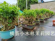 横县重瓣茉莉花苗茉莉盆栽老桩盆景四季绿植花卉树桩植物花香阳台