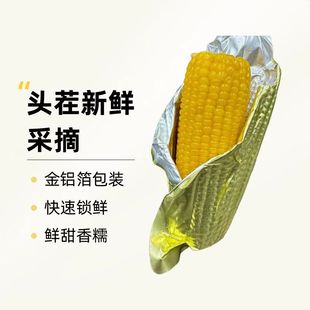 2025头茬黄糯玉米 延边黄糯玉米260g×8棒