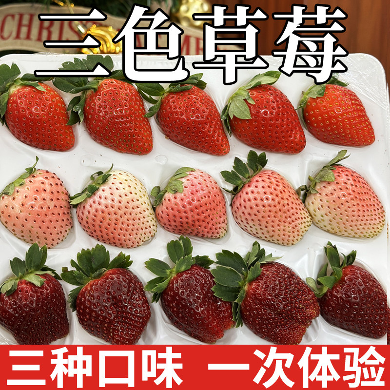 三色草莓真红美玲黑草莓粉玉香野奶油草莓多色新鲜当季水果顺丰,水产肉类/新鲜蔬果/熟食,草莓,淘宝优惠券,粉丝福利购,淘宝优惠卷