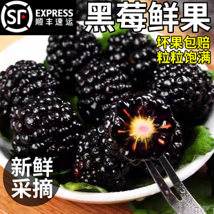 【顺丰空运】云南黑树莓新鲜采摘黑莓鲜果当季覆盆子稀有水果包邮