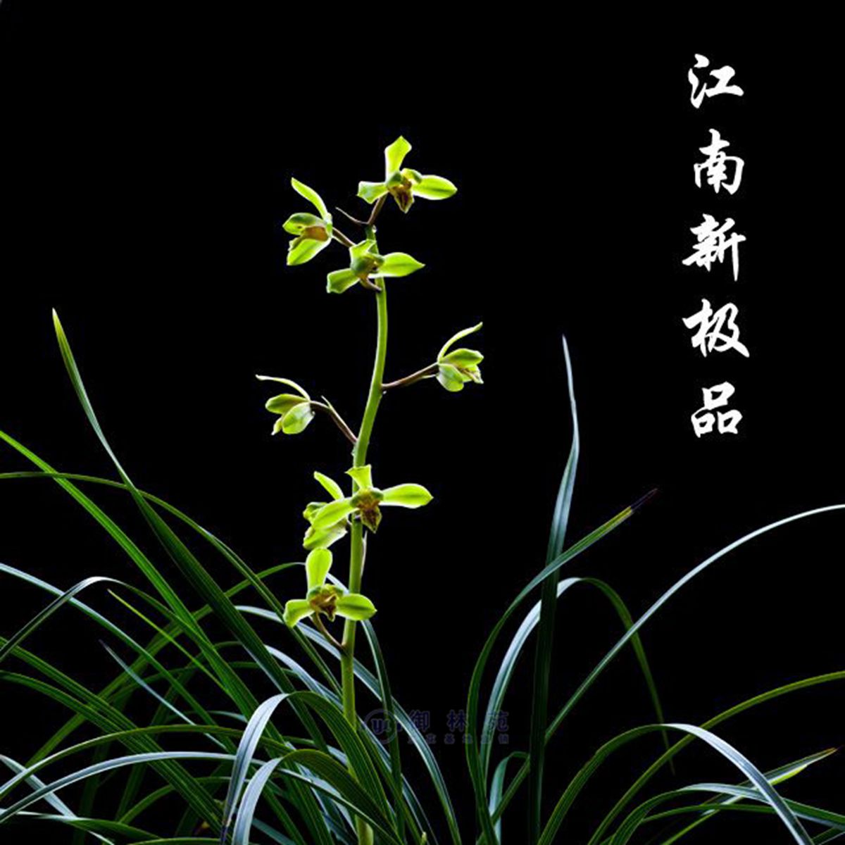 蕙兰江南新极品兰花苗高档花卉植物盆栽花期带花苞包邮正品浓香型
