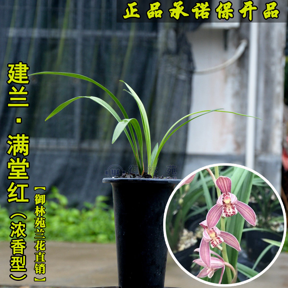 建兰满堂红名品兰花苗高档花卉植物盆栽花期带花苞包邮正品浓香型