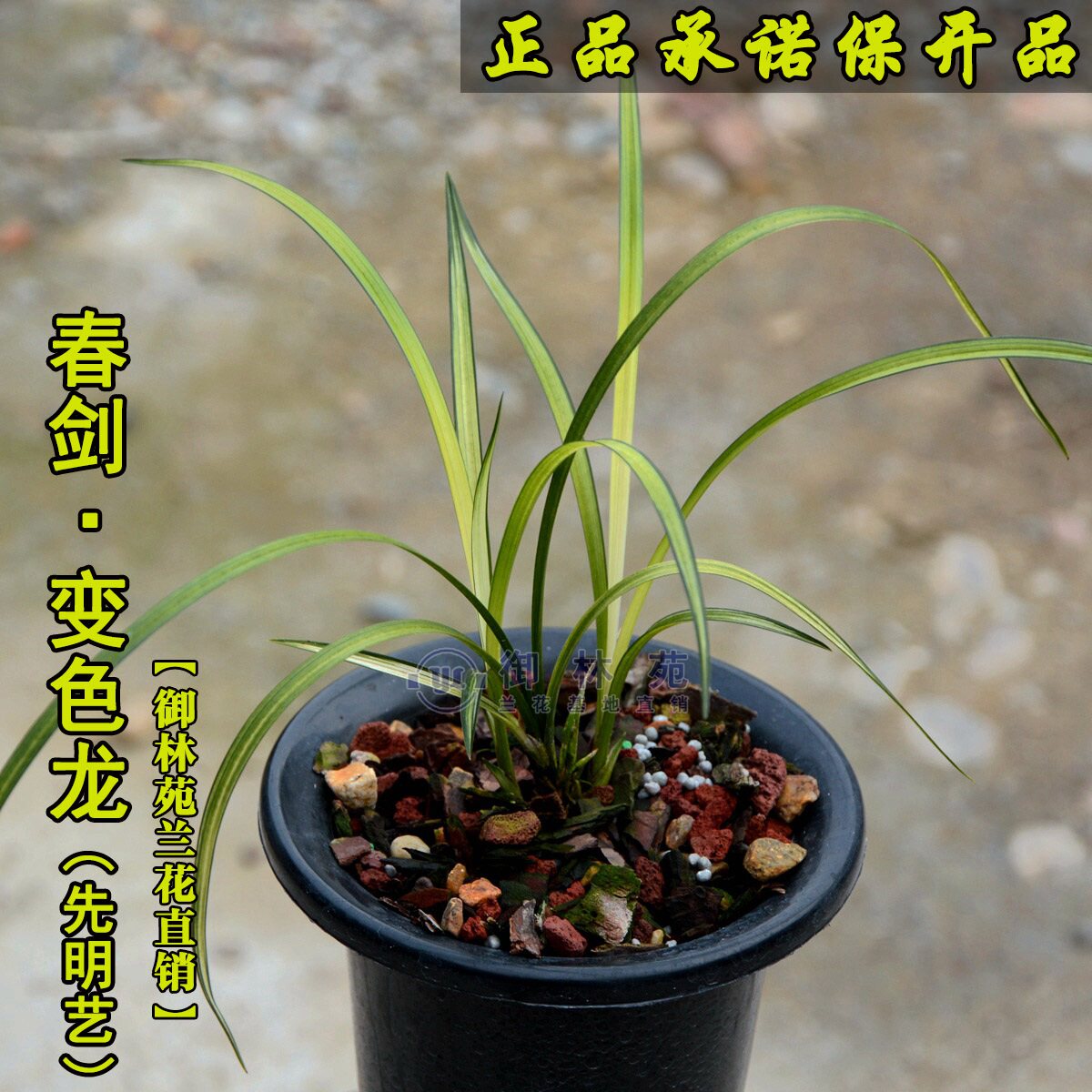 兰花苗春剑变色龙瓷白中透艺高档花卉植物盆栽花期带花苞包邮正品