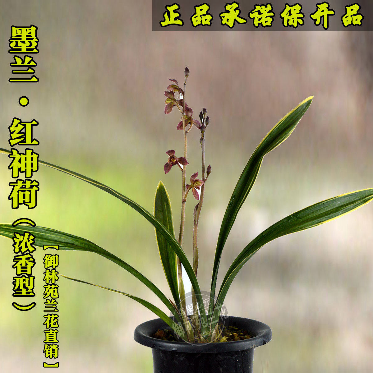 兰花苗墨兰红神荷原种苗传统老品种花期带花苞包邮高档四季盆栽花