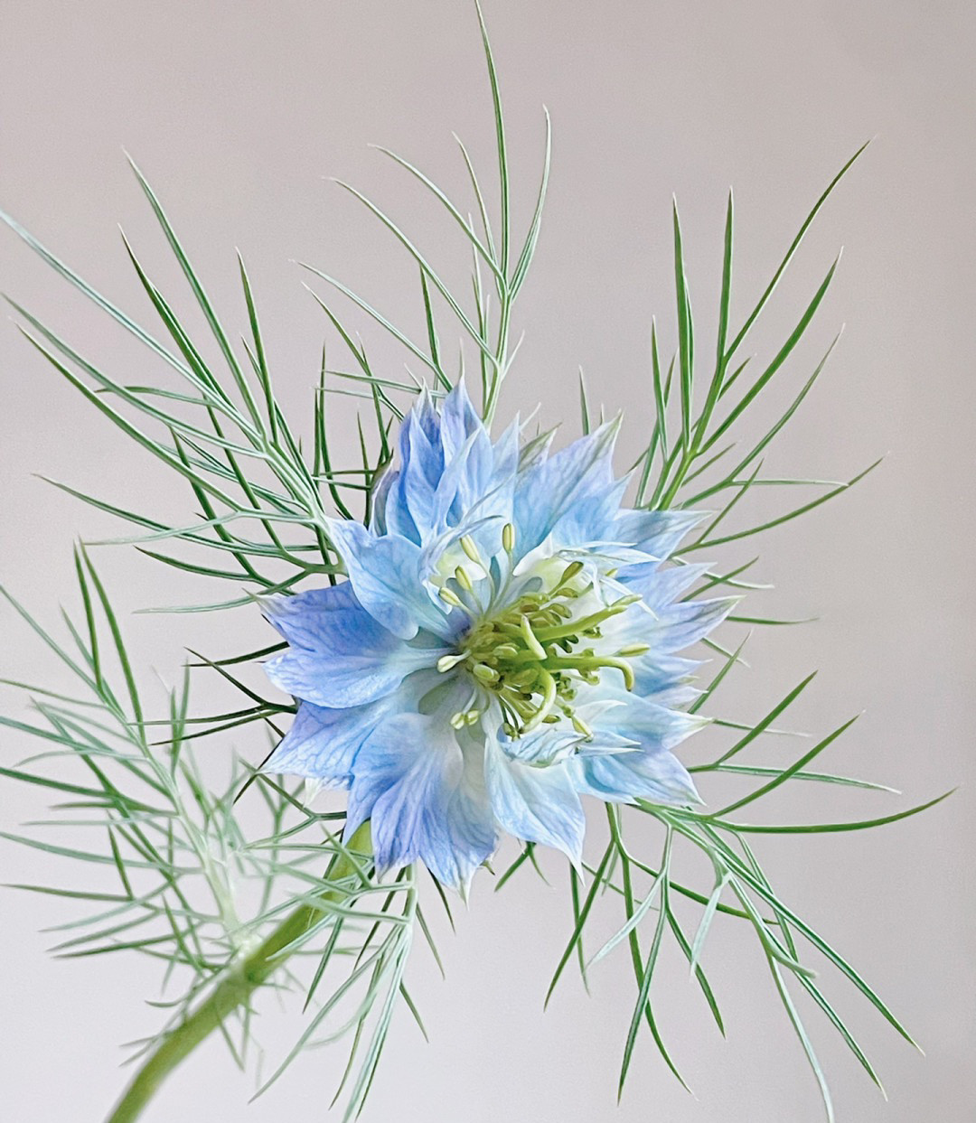 黑种草云南基地直发办公室家用桌面插花水养鲜切花节日鲜花礼物