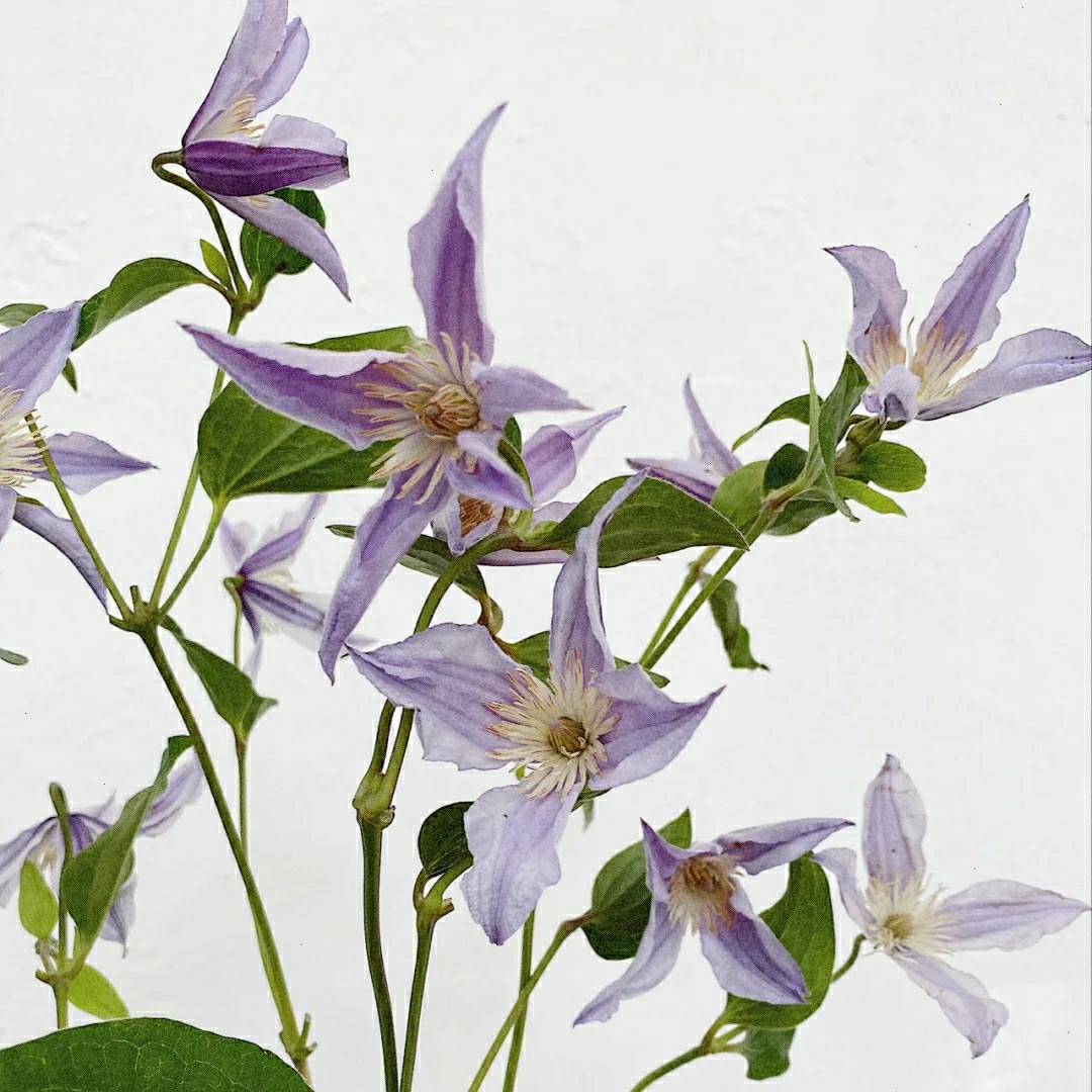 荷兰进口高端花材铁线莲pirouette造型特殊鲜包邮北京同城可闪送