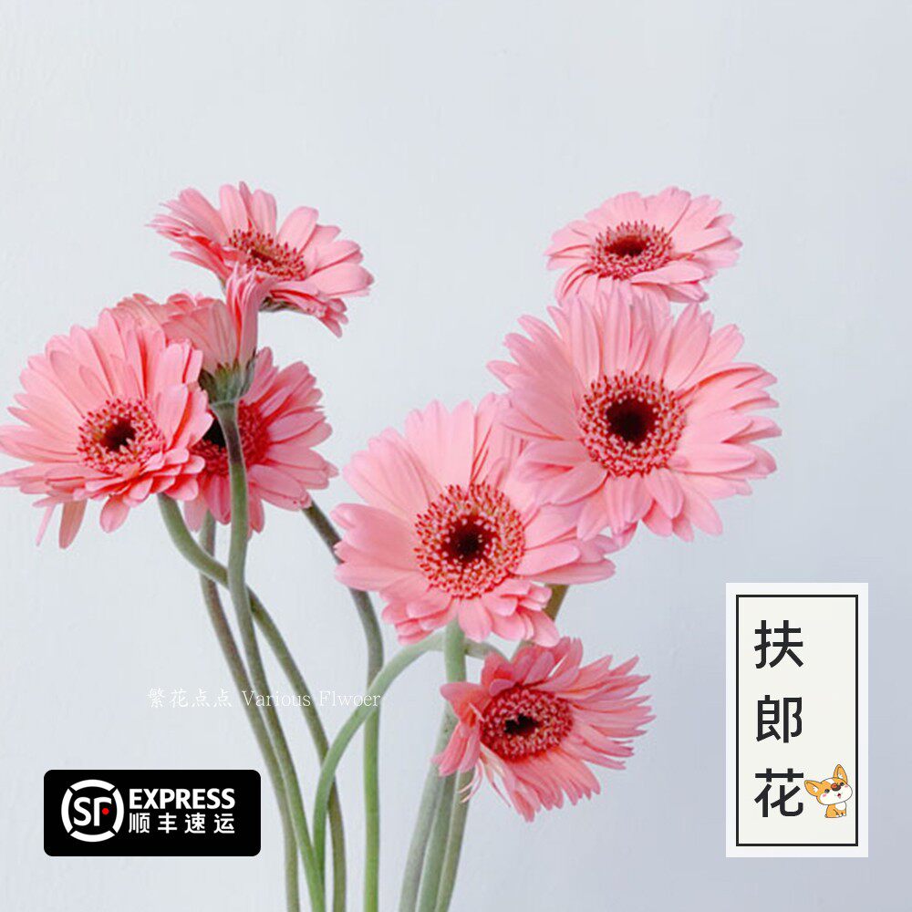 拉丝弗朗非洲菊多色新品鲜花家用花束低价直批包邮北京同城可闪送