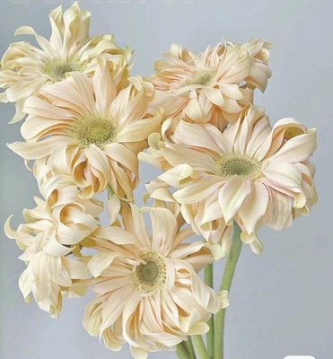 【卷边非洲菊】鲜花亚丁云南直发稀有品种香格里拉空气扶郎包邮