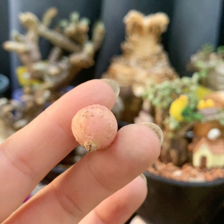 GL弹簧草块根