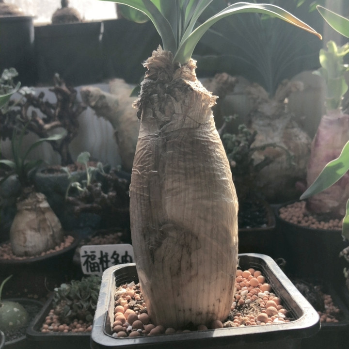 巨凤之卵,鲜花速递/花卉仿真/绿植园艺,时令草本花卉,淘宝优惠券,粉丝福利购,淘宝优惠卷