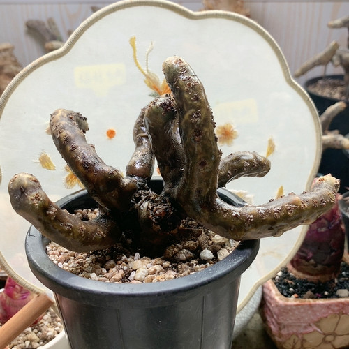 黑皮月界