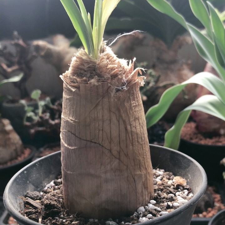 巨风之卵,鲜花速递/花卉仿真/绿植园艺,时令草本花卉,淘宝优惠券,粉丝福利购,淘宝优惠卷