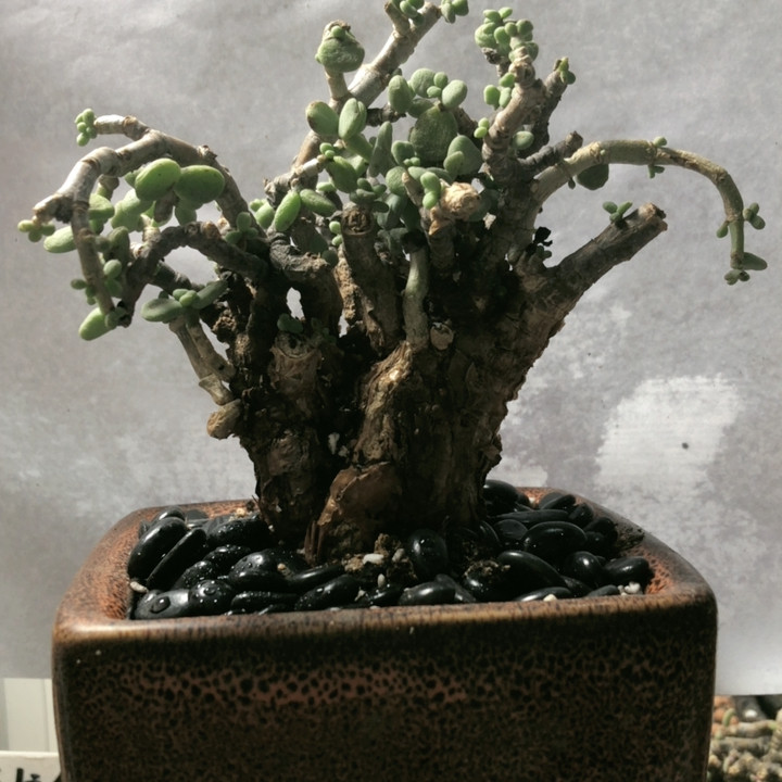 延寿城,鲜花速递/花卉仿真/绿植园艺,时令草本花卉,淘宝优惠券,粉丝福利购,淘宝优惠卷