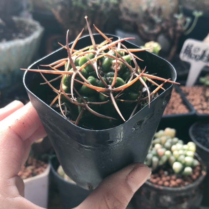 碧岩玉,鲜花速递/花卉仿真/绿植园艺,时令草本花卉,淘宝优惠券,粉丝福利购,淘宝优惠卷