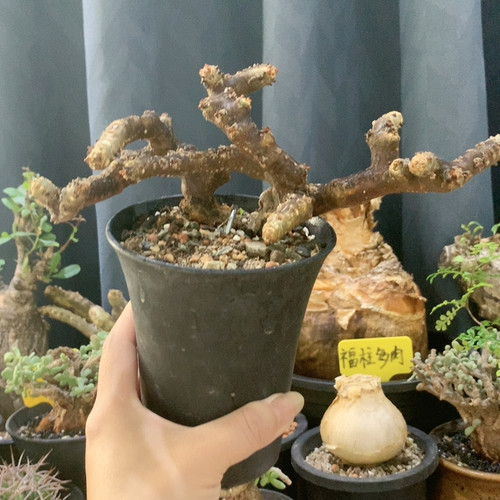 黑皮月界