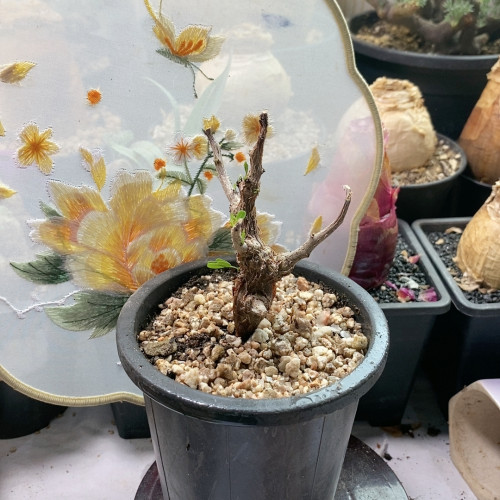 沙漠苏木