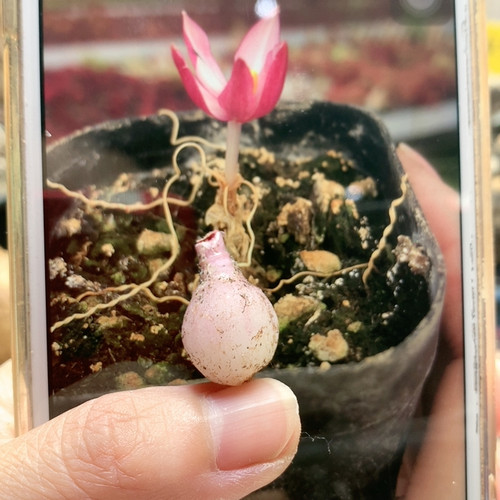 GL弹簧草