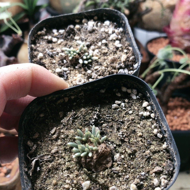 韧锦,鲜花速递/花卉仿真/绿植园艺,时令草本花卉,淘宝优惠券,粉丝福利购,淘宝优惠卷