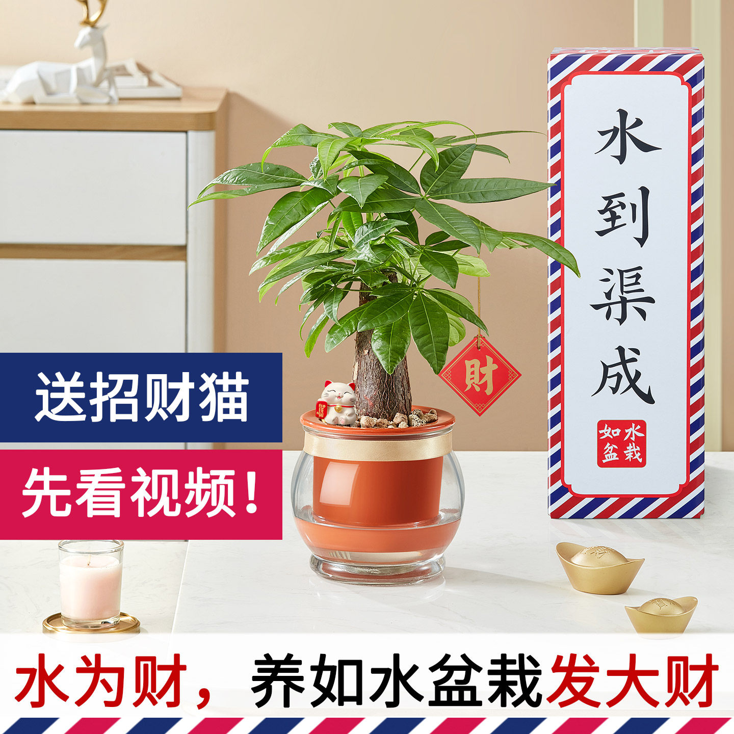 新款加水就能养发财树 好养自动吸水水培小盆栽 室内土培水养植物