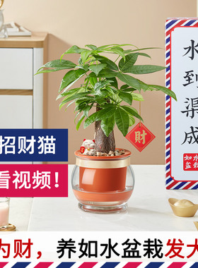新款加水就能养发财树 好养自动吸水水培小盆栽 室内土培水养植物