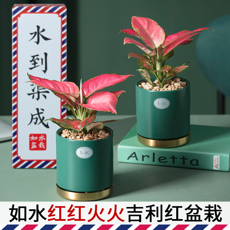 如水红红火火吉利红盆栽