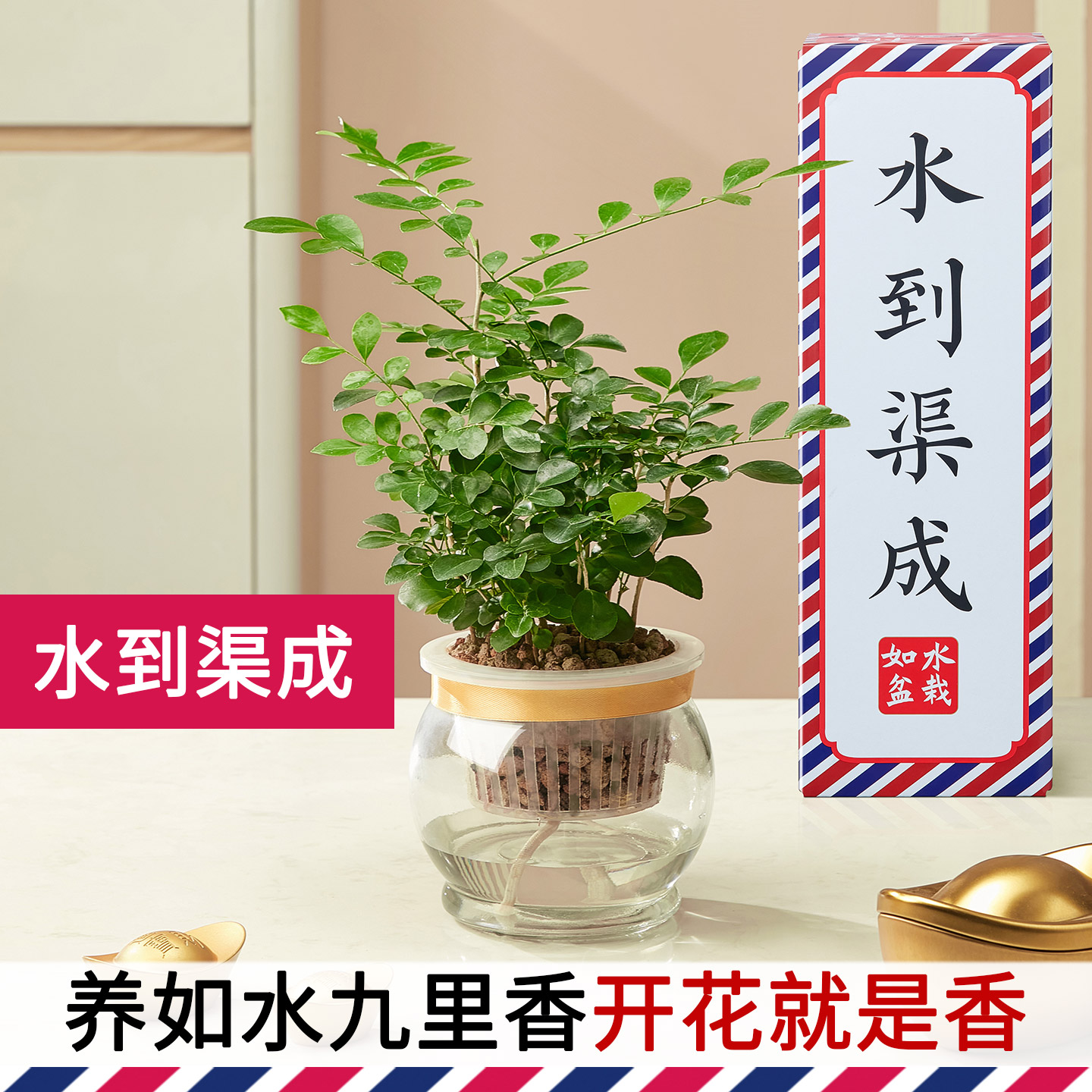 如水盆栽容易养，加水一次养7天