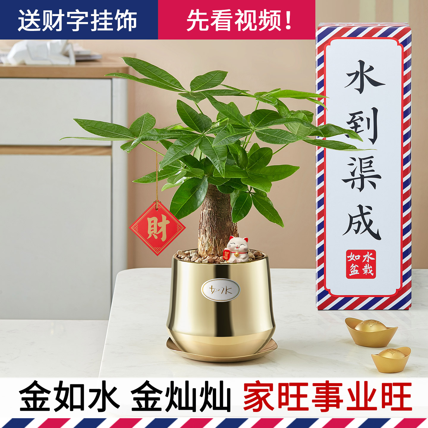 2025新款金如水发财树 好养自动吸水盆栽 室内水培水养桌面植物
