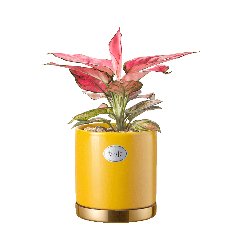 如水红红火火吉利红盆栽