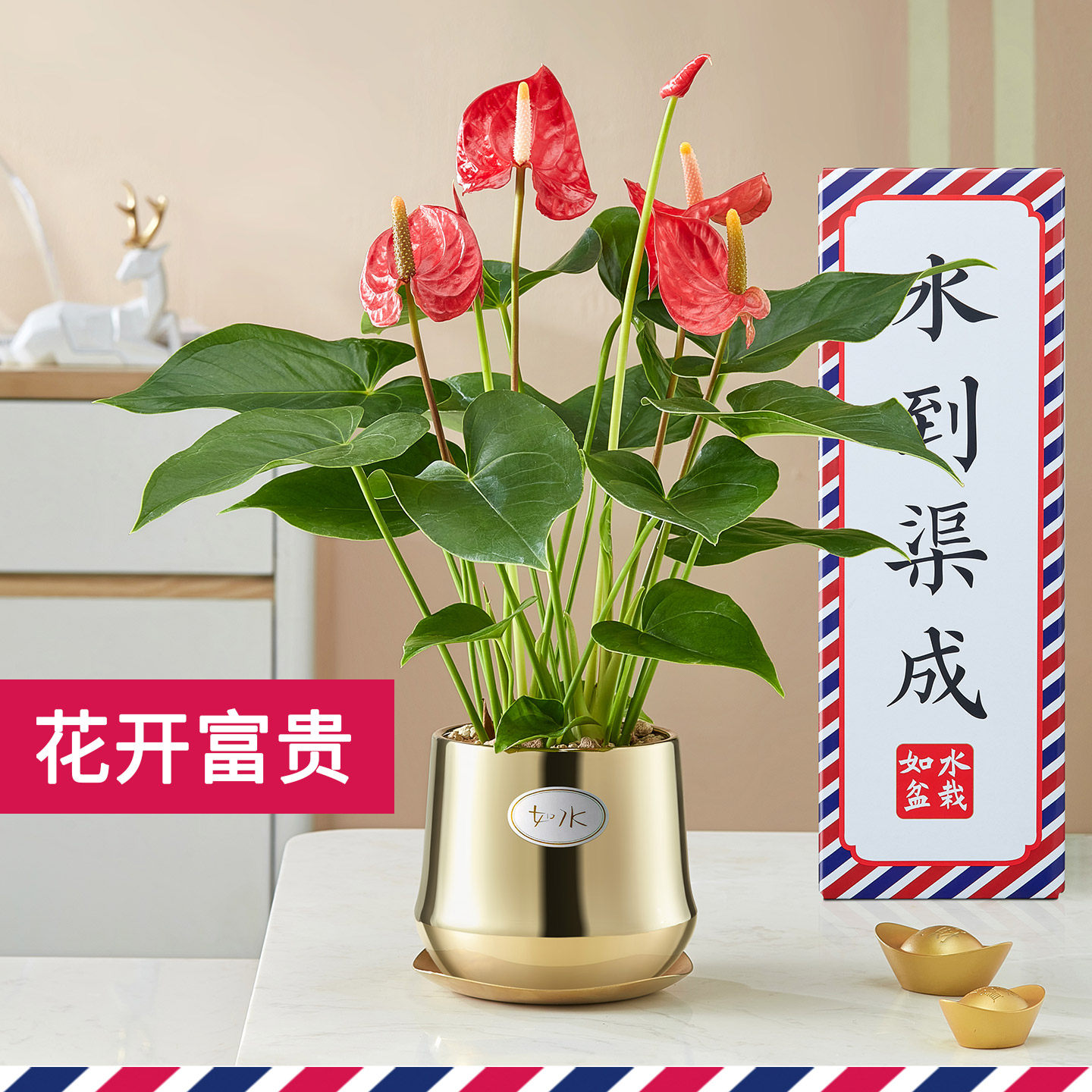 新款金如水红掌 好养自动吸水盆栽 室内水培植物水养办公室桌面