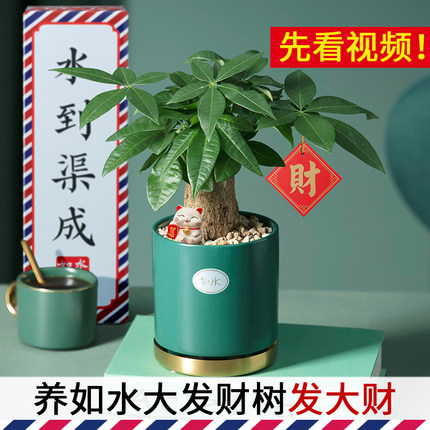 发财树小盆栽 办公室客厅好养绿植 室内桌面水培水养自动吸水植物