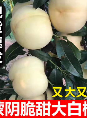 硬!脆！甜！蒙阴大白桃