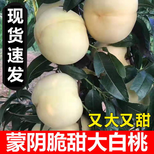 硬!脆！甜！蒙阴大白桃