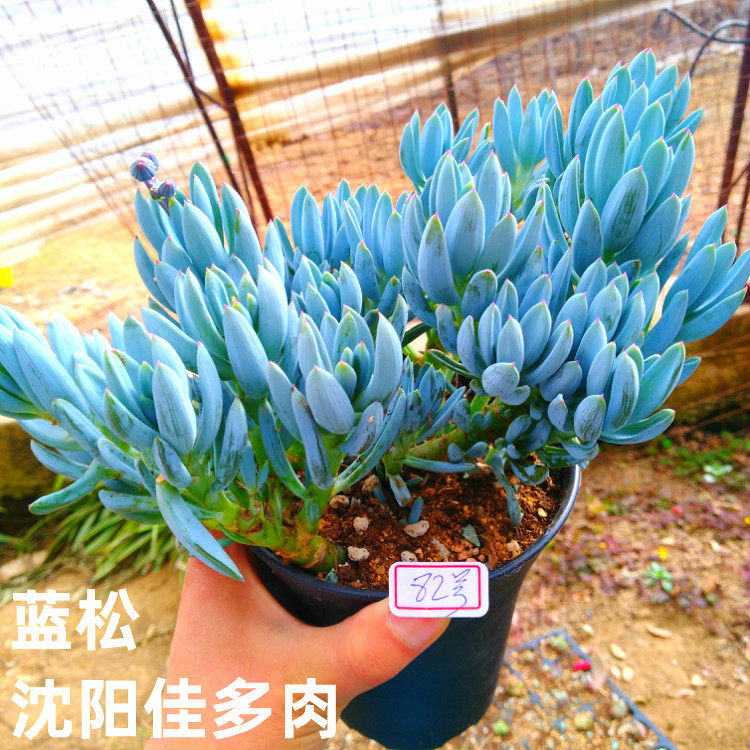 蓝松多肉  小老桩  大型蓝色多肉  裸根  室内 阳台  沈阳佳多肉