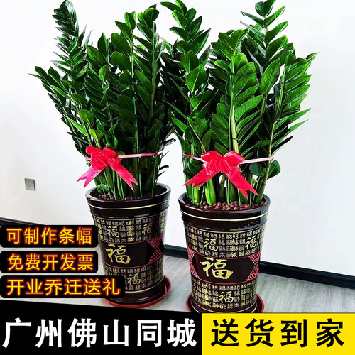 绿植好养乔迁开业广州金钱树盆栽