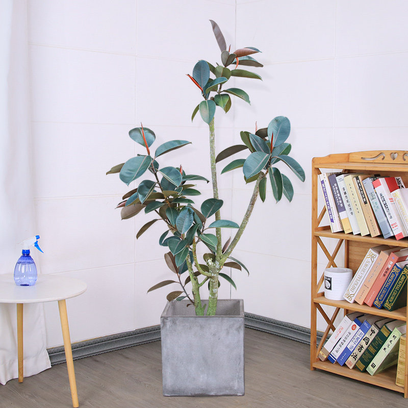 黑金刚橡皮树客厅大盆栽造型室内大型绿植好养四季办公室阳台植物