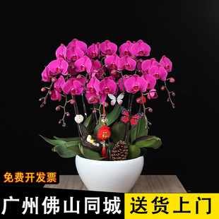 蝴蝶兰盆栽开业乔迁送礼品前台客厅室内带花苞蝴蝶兰花苗花卉植物