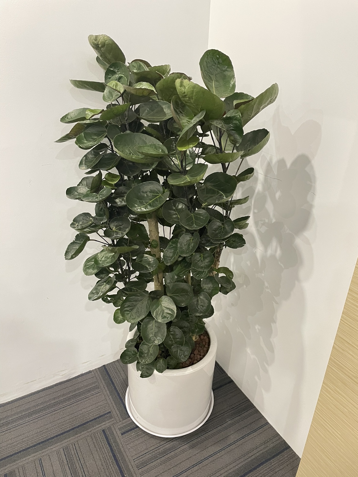 兜大盆栽圆叶钱多多盆景客厅中