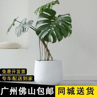 龟背竹老树桩 办公室 阳台庭院客厅网红提根造型绿植广州同城包邮