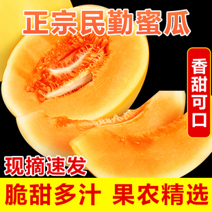 現(xiàn)貨現(xiàn)發(fā) 甘肅民勤沙漠密瓜頭茬蜜瓜金紅寶爆甜自然成熟產(chǎn)地發(fā)