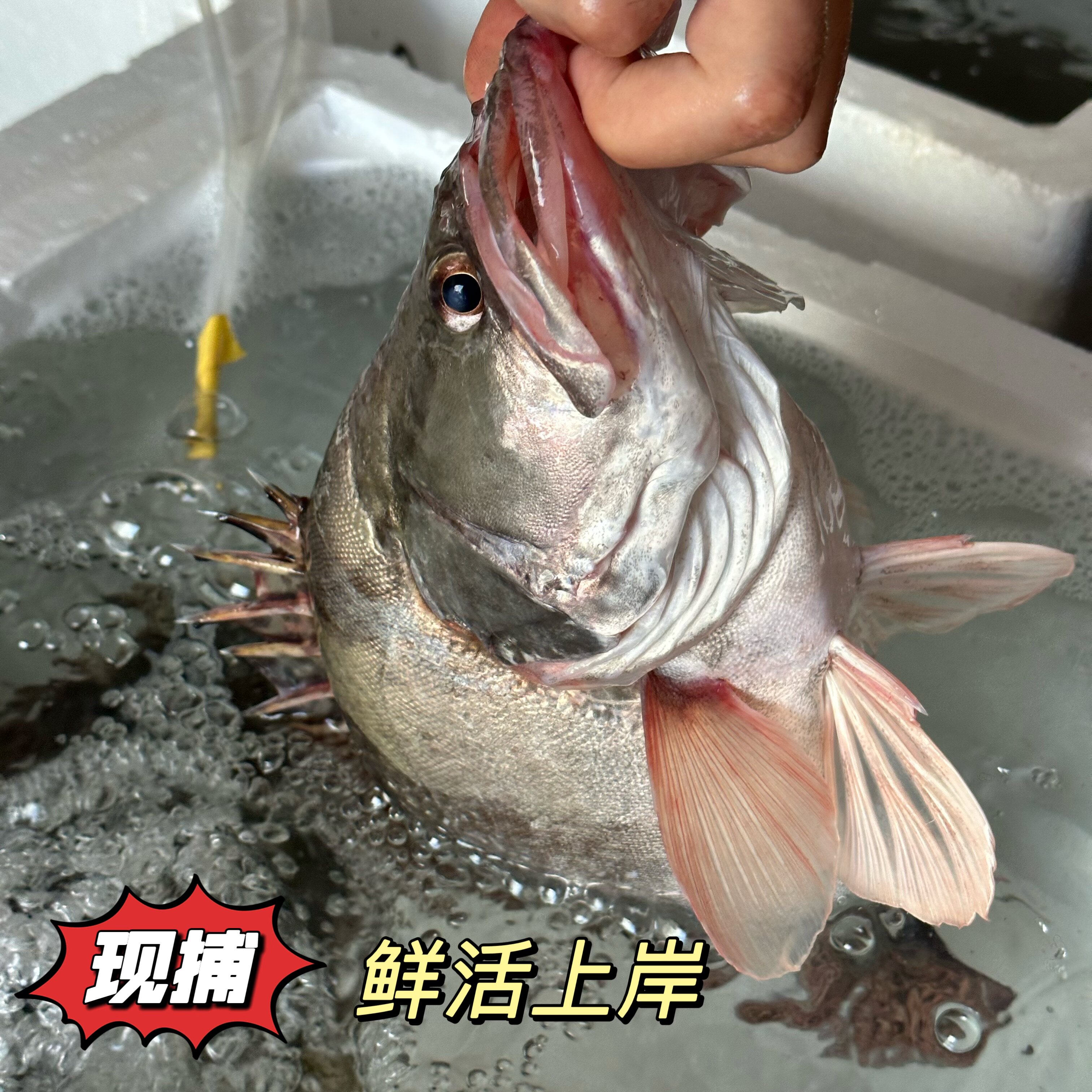 大鳜鱼鲜活桂鱼肉质鲜嫩淡水鱼