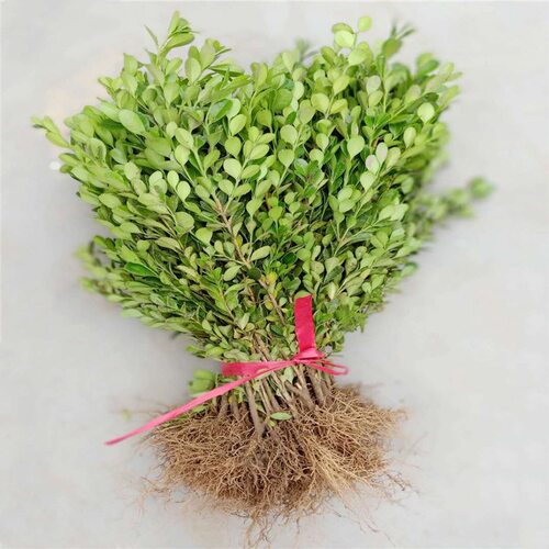 Melonseedsgreenseedlingsn