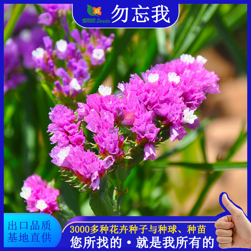 Don't forget me, seeds, indoor balconies, home gardening, p